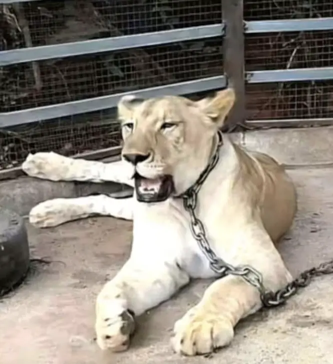 ▲泰國一名網紅在社區私養母獅，一時不注意，母獅逃出籠舍咬傷小孩。（圖／翻攝自Khaosod）