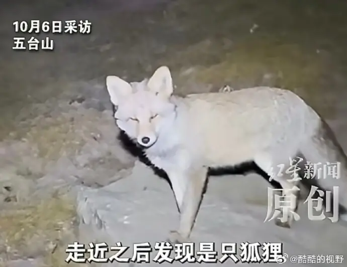 ▲中國一名登山客夜晚在五台山登山時，遇到一隻狐狸帶路，神奇經歷引發熱議。（圖／翻攝自微博）