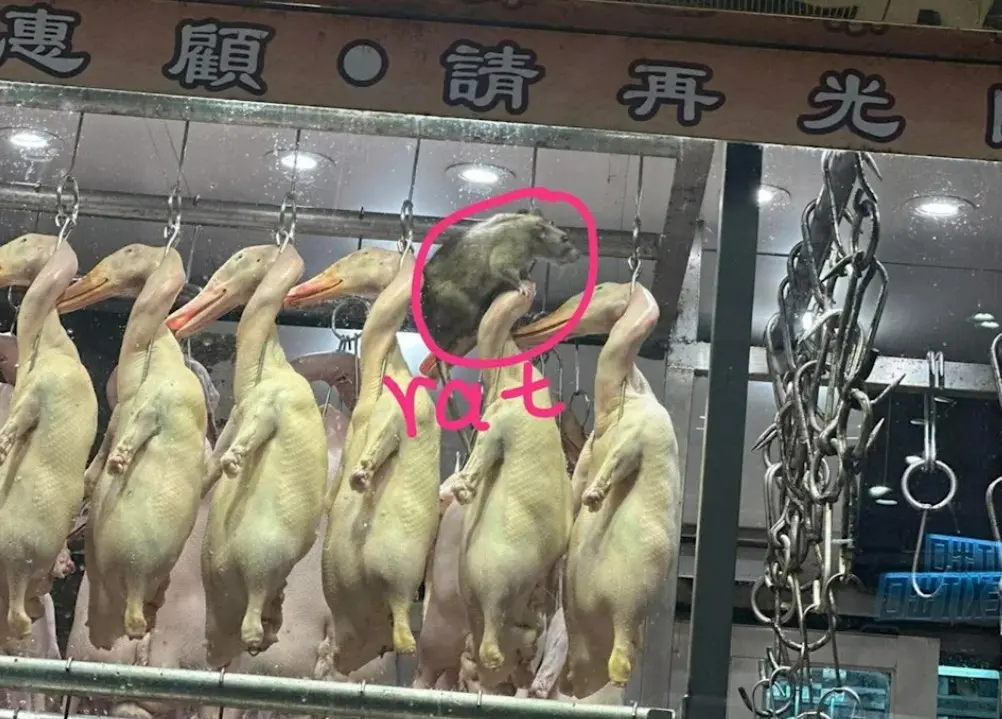 ▲香港九龍一間燒臘店被民眾目擊巨大老鼠爬上鴨頭上，恐怖畫面驚呆眾人。（圖／翻攝香港乳豬乳鴿關注組臉書）