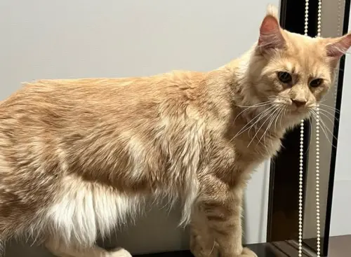 ▲2023年8月，顏正國的朋友帶來一隻緬因貓，請他們家接手飼養。（圖／顏正國臉書）