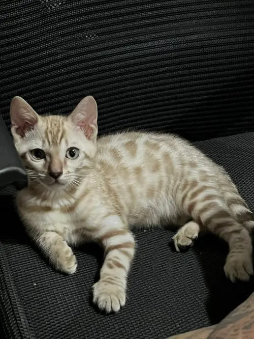 ▲顏正國在2024年9月曾透露，2年前走失的貓咪，順利回到家中，也讓當時家中多達6隻貓。（圖／顏正國臉書）