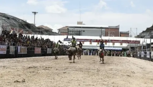 影／田裡慢吞吞變賽道飆速王！泰國水牛賽跑150年傳統超吸睛
