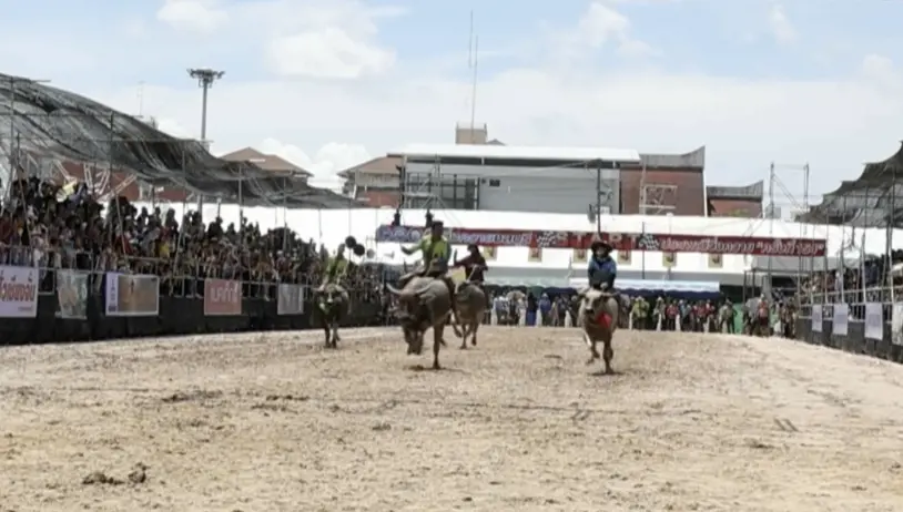 ▲泰國泰武里府的水牛競速大賽，已經有150年歷史。（圖／美聯社／達志影像）