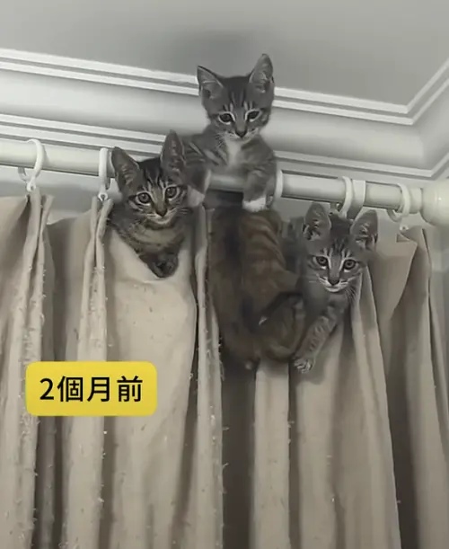 ▲（圖／翻攝自YT）