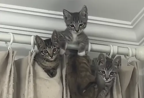 收養一窩呆萌奶貓！2個月後突變「猛虎將」　巨大反差50萬人看傻
