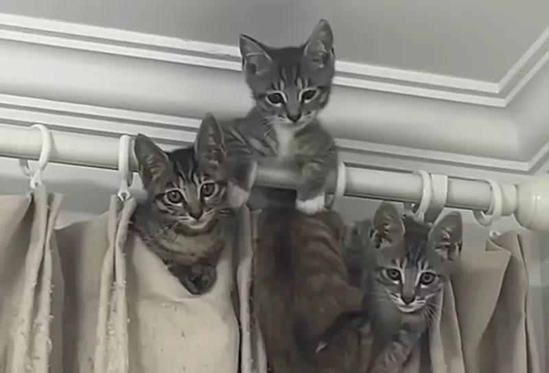 收養一窩呆萌奶貓！2個月後突變「猛虎將」　巨大反差50萬人看傻