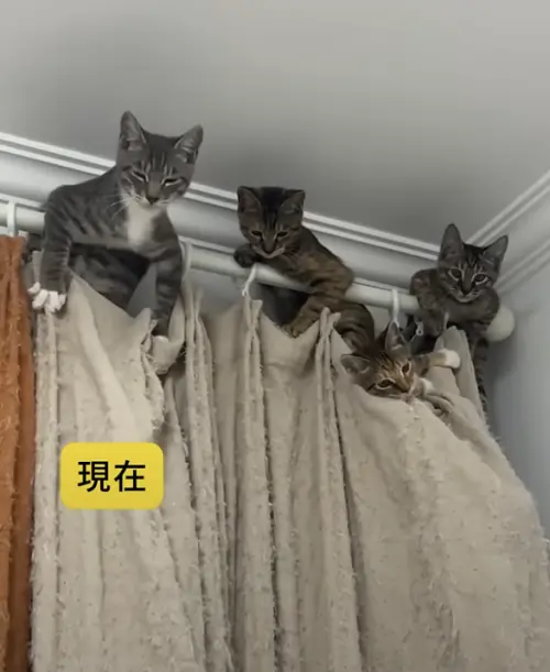 ▲（圖／翻攝自YT）