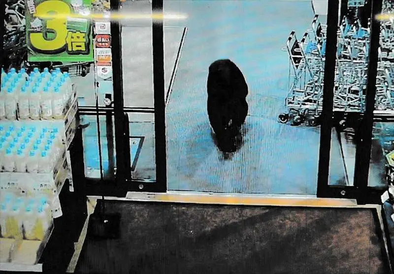 ▲日本熊出沒事件頻傳，昨又發生一起黑熊闖入超市攻擊民眾的事件，造成2人受傷。（圖／翻攝自Ｘ）