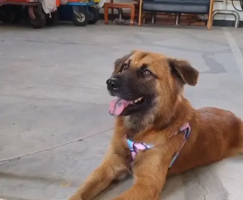 花蓮救災遇溺水狗！他喊這句竟成功救援　神奇後續惹淚：牠懂
