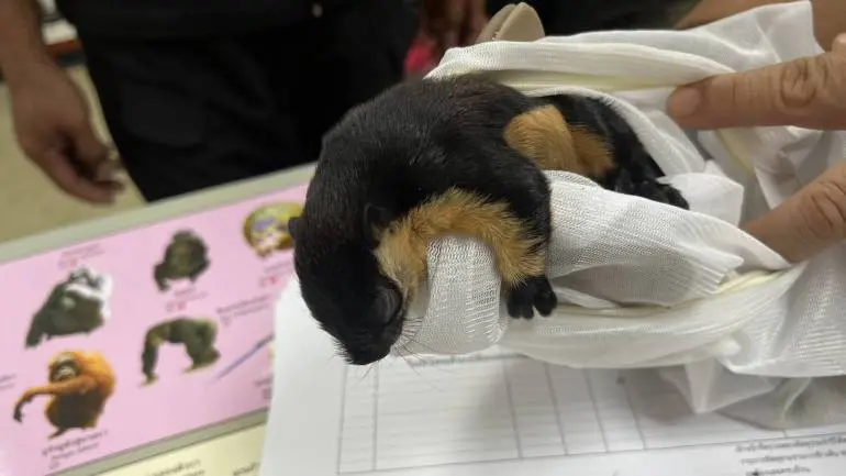 ▲台灣男子企圖由泰國偷渡野生動物，在泰國曼谷機場當場被逮捕。（圖／翻攝自泰國國家公園與動植物保育部門）