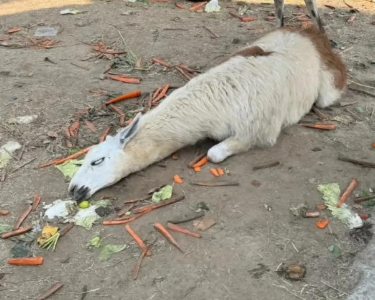 ▲中國十一國慶暨中秋連假「黃金週」期間，數十億人流車流的出遊潮，陸續有景區、園區傳出「災情」，還有民眾踢爆江蘇一處動物園的羊駝，疑似遭到遊客爆量投餵，吃撐倒地翻白眼。（圖／翻攝自上游新聞）