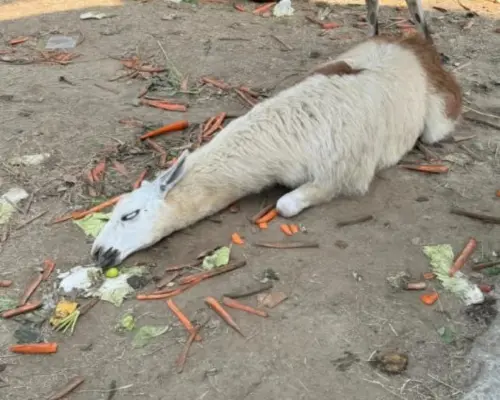 真的「草泥馬」了！中國十一長假遭爆量投餵　羊駝疑倒地翻白眼
