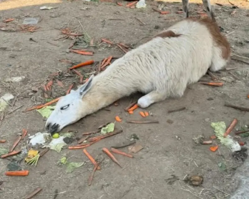 真的「草泥馬」了！中國十一長假遭爆量投餵　羊駝疑倒地翻白眼