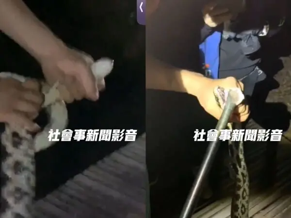 ▲柴山上的「黑眉錦蛇」被一群山友惡搞戲弄，明顯已經違法。（圖／翻攝社會事新聞影音）