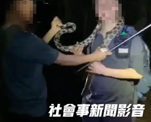 ▲柴山上的「黑眉錦蛇」被一群山友惡搞戲弄，明顯已經違法。（圖／翻攝社會事新聞影音）