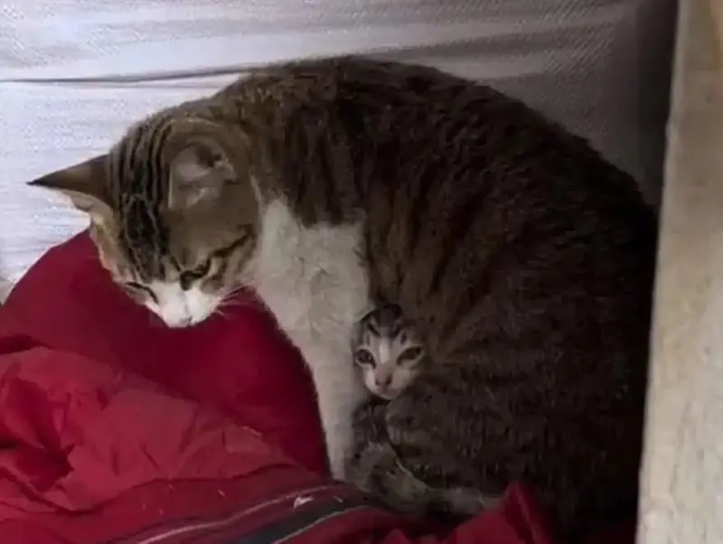 貓媽媽生一整窩小貓「偏愛1隻不給碰」！飼主一看秒懂了：自留款