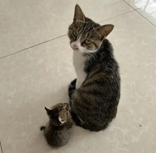 ▲（圖／翻攝搜狐網）