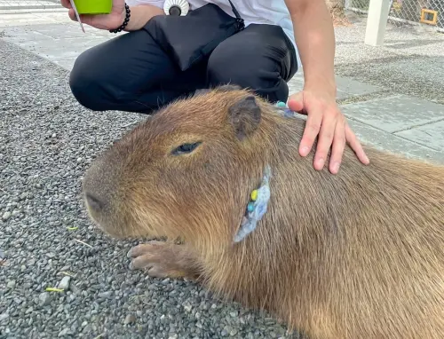 ▲星夢森林劇場水豚。（圖／記者陳雅雲攝）