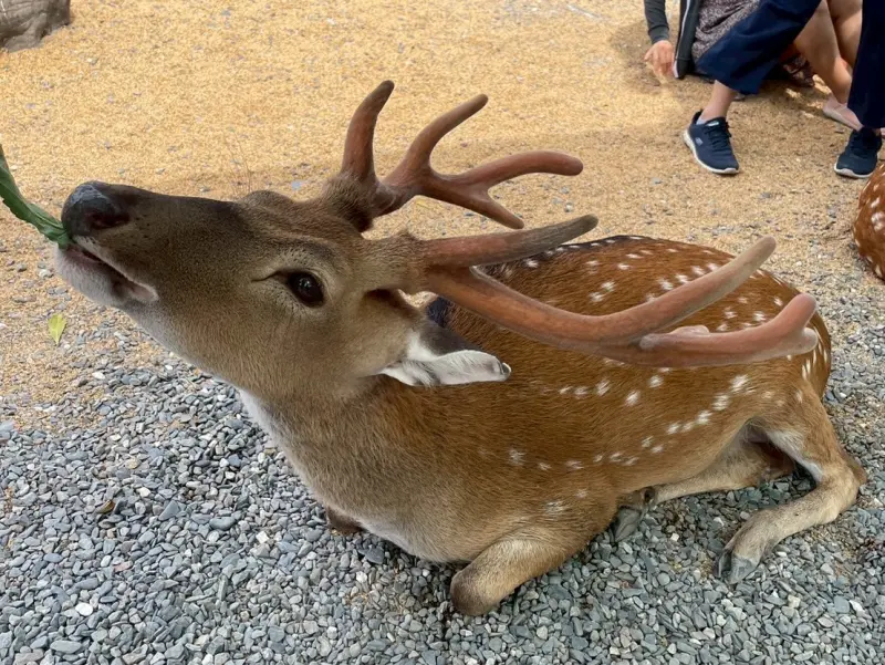 ▲星夢森林劇場梅花鹿。（圖／記者陳雅雲攝）
