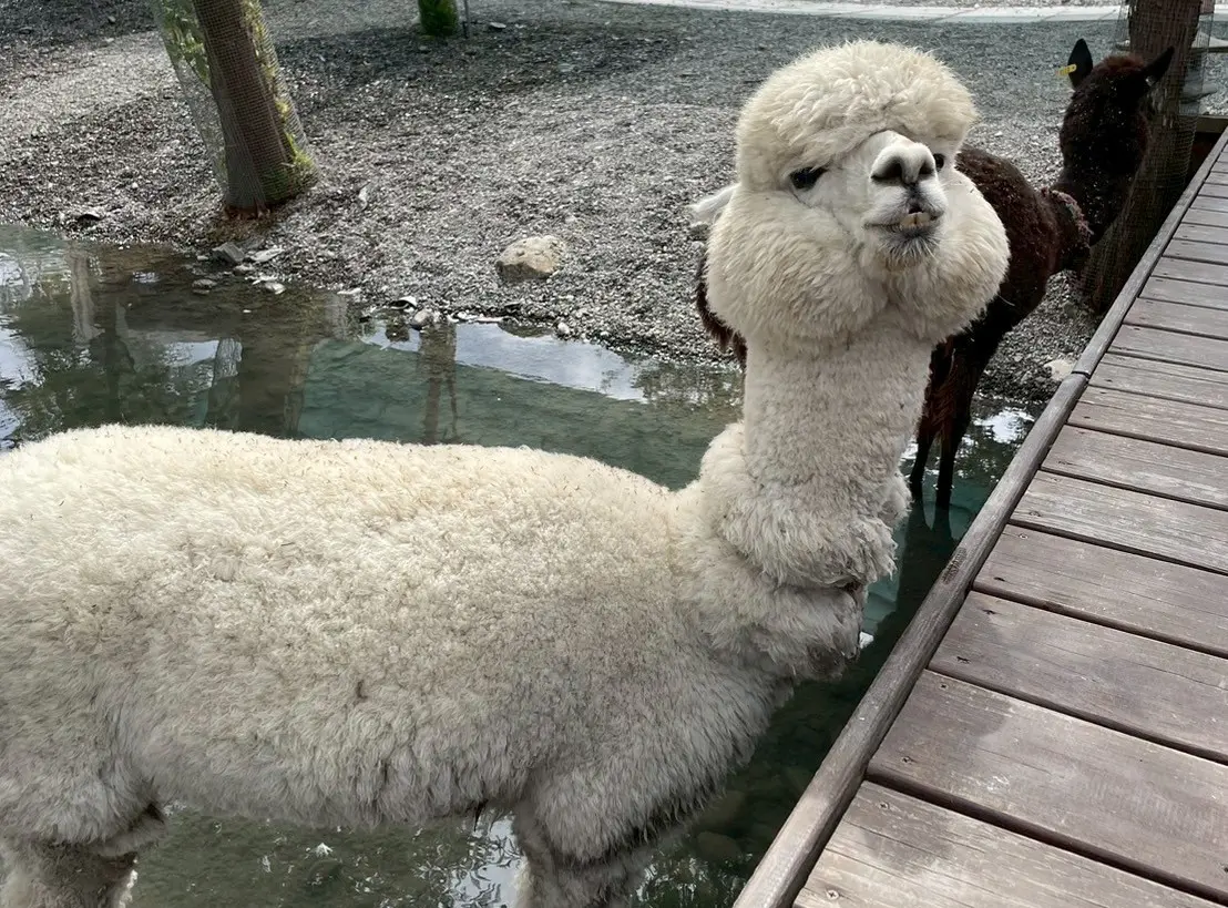 ▲星夢森林劇場羊駝。（圖／記者陳雅雲攝）