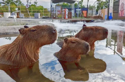 宜蘭最美動物樂園找到了！門票50元爽玩一整天　水豚、羊駝摸到飽
