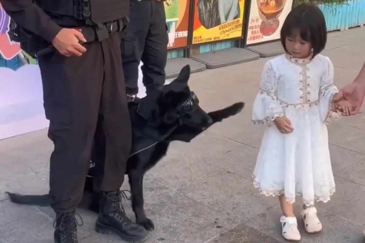 ▲一名女童與父母散步時，禮貌詢問是否能摸正在執勤的警犬，獲准後輕輕摸了一下就道謝離開，沒想到警犬竟主動伸腳挽留。（圖／翻攝自微博）
