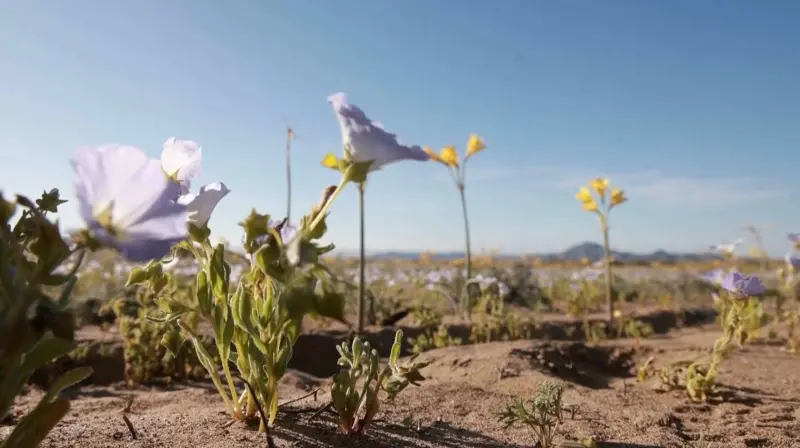 ▲智利的阿塔卡馬沙漠（Atacama Desert）是世界上最乾旱的沙漠之一，近日因為罕見大雨，沙漠竟開出一片花海。（圖／翻攝自美聯社影片截圖）
