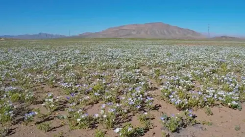 ▲智利的阿塔卡馬沙漠（Atacama Desert）是世界上最乾旱的沙漠之一，近日因為罕見大雨，沙漠竟開出一片花海。（圖／翻攝自美聯社影片截圖）