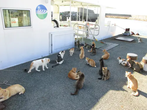 日本最棒「貓島」3年內消失！剩55隻老貓、3島民　貓咪樂園迎終結
