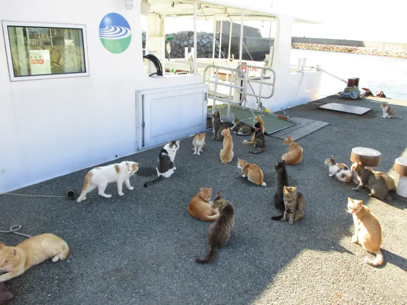 日本最棒「貓島」3年內消失！剩55隻老貓、3島民　貓咪樂園迎終結