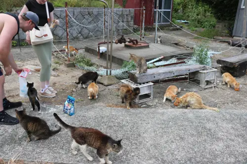 ▲志工發現，因為青島航班長期停航的關係，目前島上貓咪只剩下15隻願意前往觀光客餵食區。（圖／X@aoshima_cat）