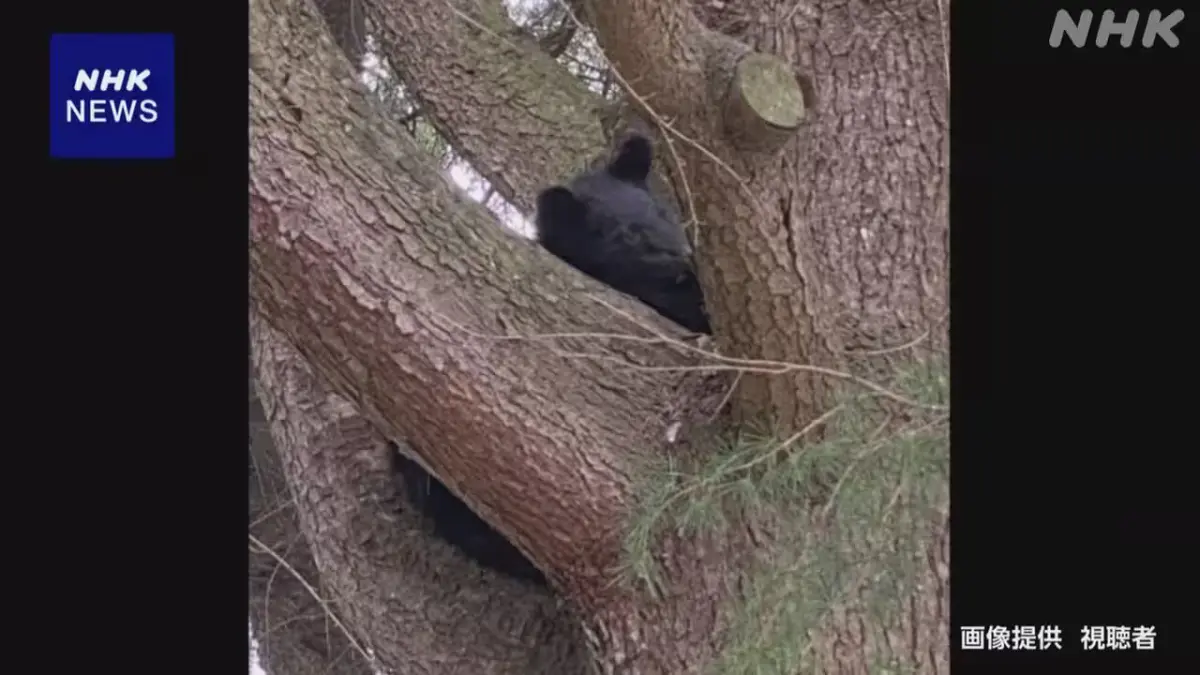 ▲日本各地近來熊出沒頻傳，秋田縣今（11）日一位男子在田中遭到熊攻擊，還有一所高中通報有兩隻熊爬到校園內的樹上賴著不走，一待就是12小時。（圖／翻攝自NHK）