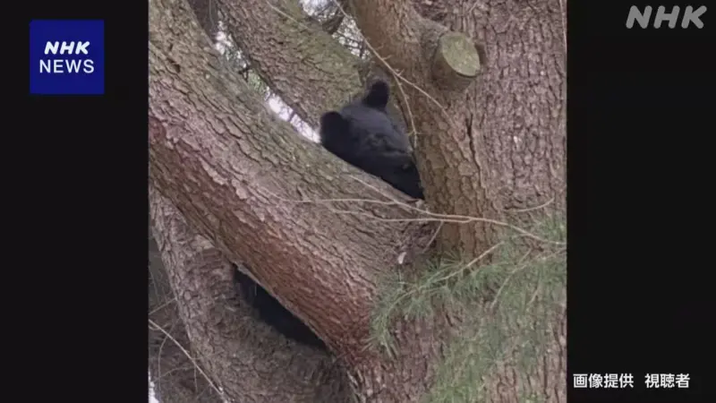 ▲日本各地近來熊出沒頻傳，秋田縣今（11）日一位男子在田中遭到熊攻擊，還有一所高中通報有兩隻熊爬到校園內的樹上賴著不走，一待就是12小時。（圖／翻攝自NHK）