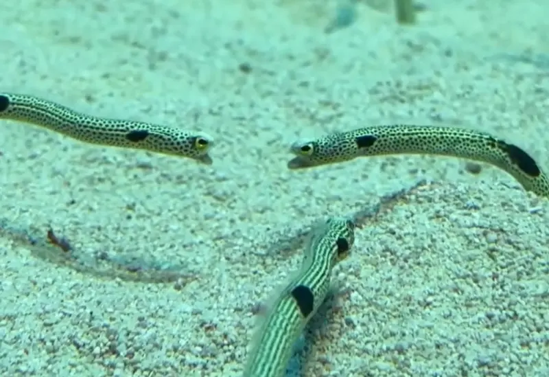 花園鰻吵架罕見直擊！張嘴怒瞪、表情超派　畫面萌翻全場：超難得