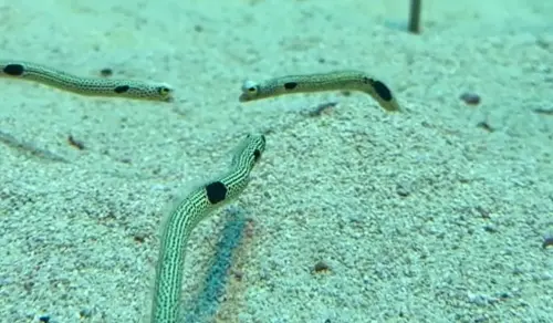 ▲（圖／Threads@lmnop__24授權提供）