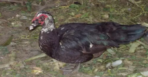 不爽寵物「紅面鴨」擋路！他騎自行車輾斃牠　判拘役20天+罰20萬
