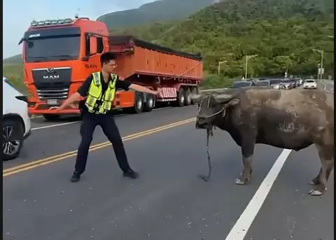 ▲濱海公路驚見水牛攔路，警民合作成功將其勸離。（圖／翻攝畫面）