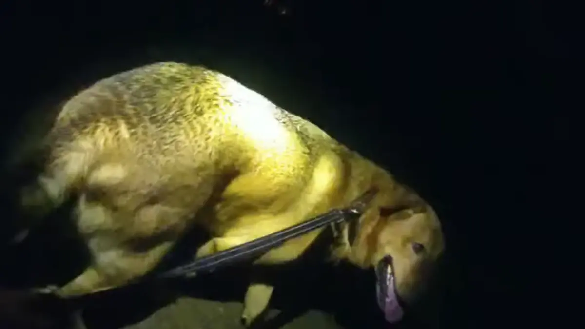 ▲狗狗伊優直接引導女警找到阿嬤，完整過程曝光，也讓這隻聰明的狗孫獲得大批網友讚賞。（圖／YT@OkaloosaSheriff）