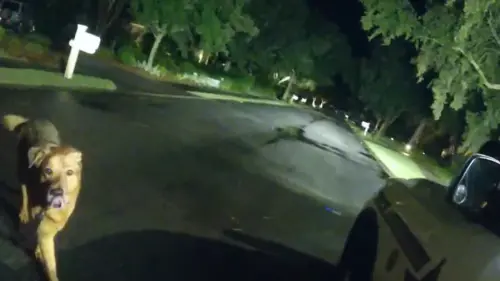 ▲狗狗伊優（Eeyore）主動走到路上攔下警車，帶著女警找到跌倒的阿嬤。（圖／YT@OkaloosaSheriff）