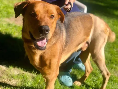 ▲狗狗伊優（Eeyore）曾在2019年出過嚴重車禍，在鬼門關前晃一圈被救回。（圖／FB@L&R Rescue ）