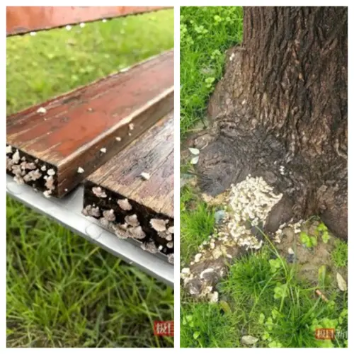 連續下雨一個月！西安街頭滿地長蘑菇　民眾：再下頭上都要發芽了
