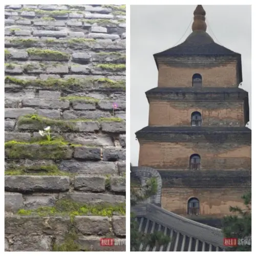 ▲西安知名的大雁塔因受潮發黑，西安城牆也長出青苔。（圖／翻攝自極目新聞）