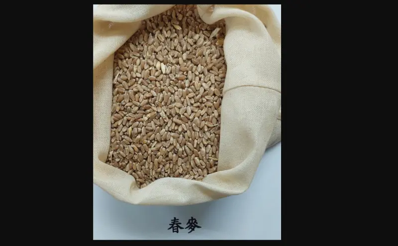 ▲食藥署邊境查驗，美國進口春麥檢出真菌毒素含量不符規定。（圖／食藥署提供）