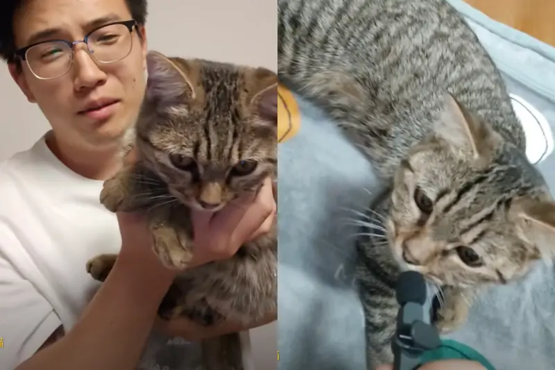 逛夜市撿到走失虎斑貓！他4天後宣布「遺憾消息」　50萬人反讚爆