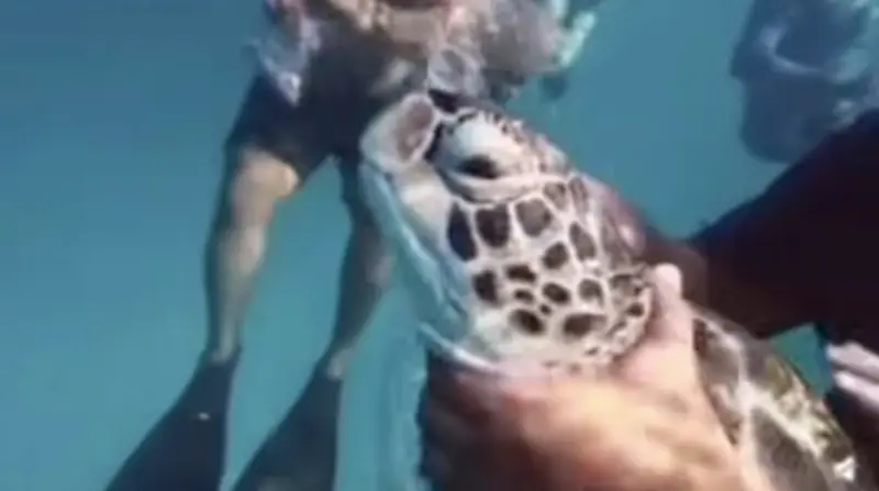 ▲馬來西亞熱浪島浮潛客被拍到抓握、踩踏綠蠵龜，引發各界撻伐。（圖／翻攝自TRACC臉書粉專）