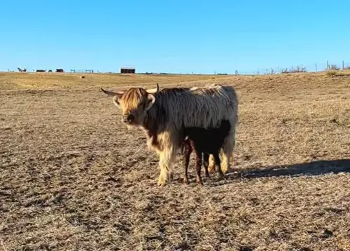 牧場公牛、母牛分開養！9個月後「突冒出牛寶寶」　一查真相傻眼
