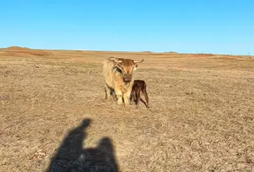 ▲（圖／TikTok@theranchnurse）