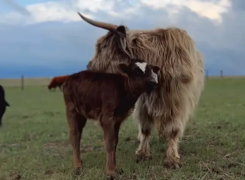 ▲（圖／TikTok@theranchnurse）