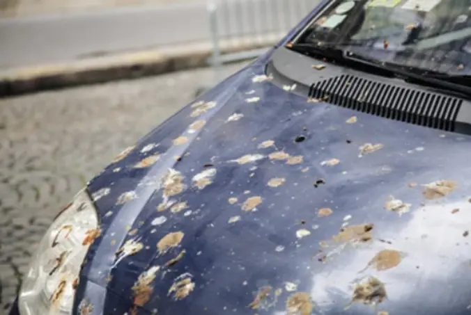 ▲許多車主都有被鳥屎滴到車的慘痛經驗。（示意圖／Shutterstock）