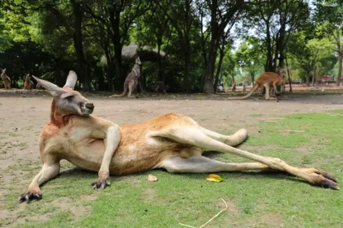 ▲剛子其實是隻紅大袋鼠，其又稱「紅袋鼠」或「赤大袋鼠」，是目前體型最大的袋鼠，雖然看似兇悍，內心卻相當溫和。（圖／上海野生動物園官網）